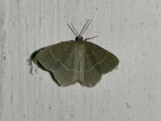 Chlorissa viridata/cloraria