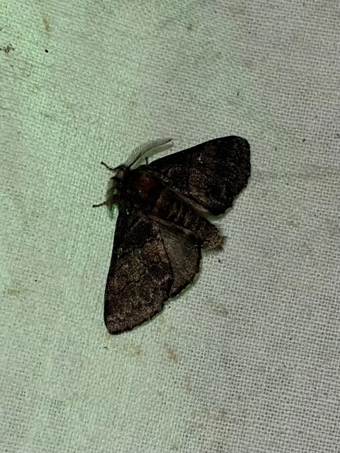Gluphisia crenata - kormos púposszövő