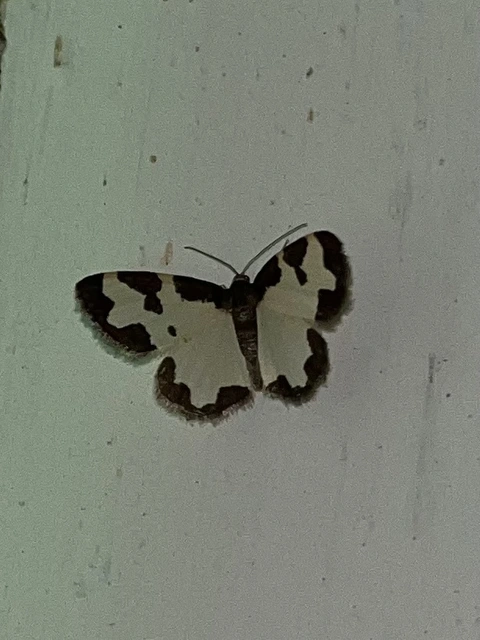 Lomaspilis marginata - szegélyes nyárfaaraszoló