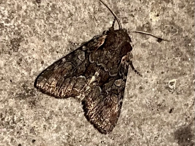 Lacanobia thalassina - borbolya-kertibagoly