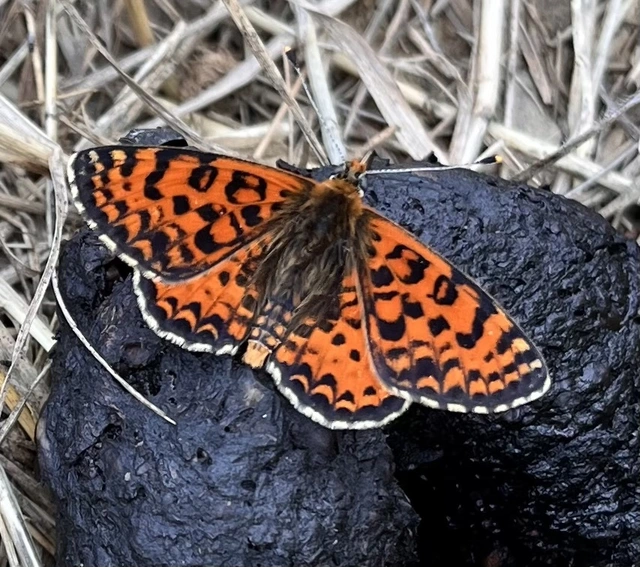 Melitaea didyma - tüzes tarkalepke