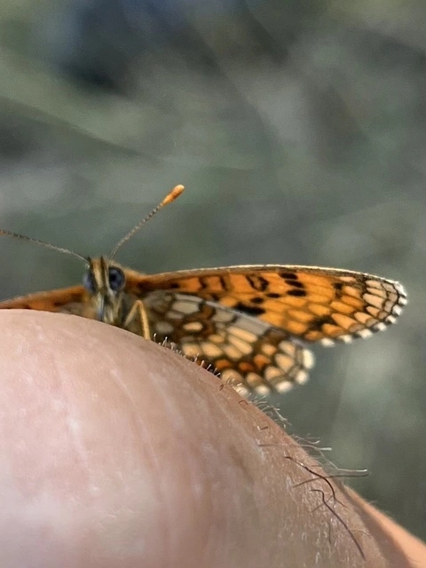 Melitaea athalia - közönséges tarkalepke