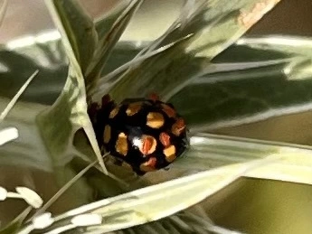 Coccinula quatuordecimpustulata - feketesárga katóka