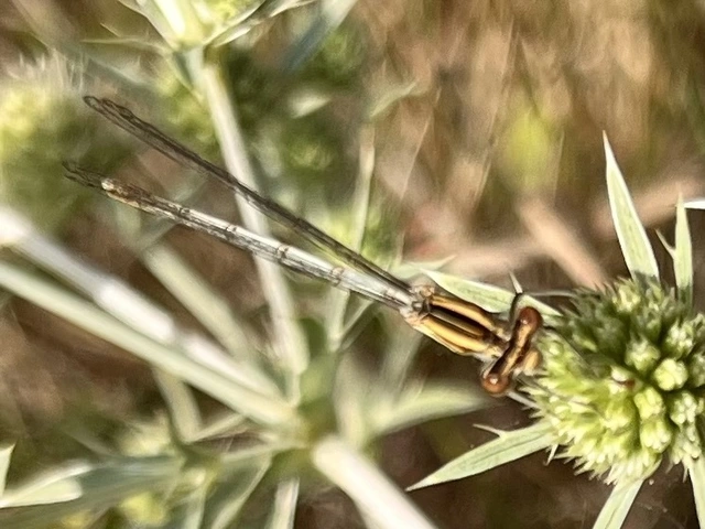 Platycnemis pennipes - széleslábú szitakötő