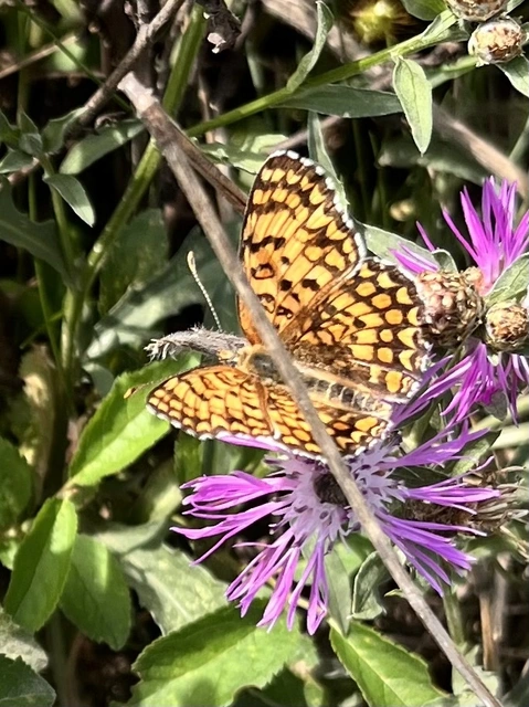 Melitaea phoebe - nagy tarkalepke