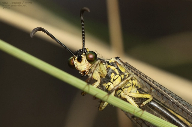 Myrmecaelurus trigrammus - hangyafarkas
