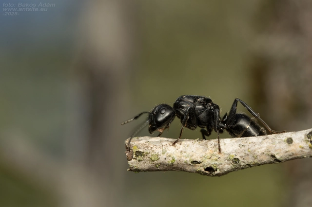 Camponotus vagus - fekete lóhangya