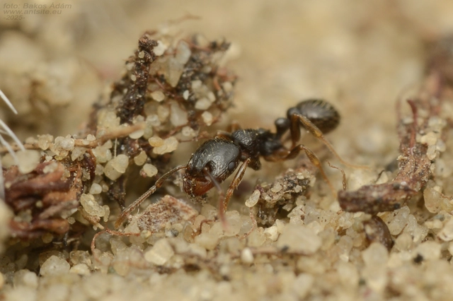 Tetramorium hungaricum - magyar gyepihangya