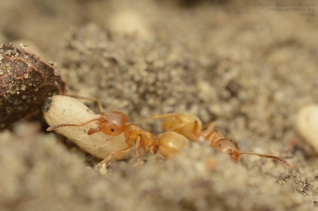 Lasius carniolicus - keleti borostyánhangya