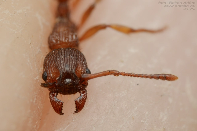 Myrmica sabuleti - gyakori bütyköshangya