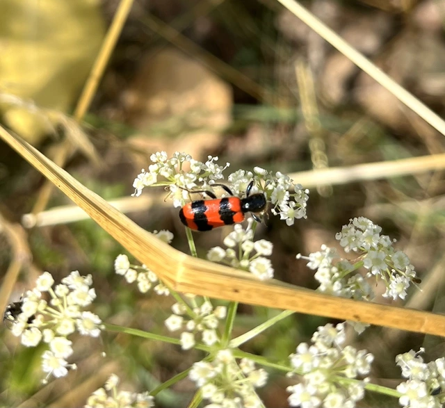Trichodes apiarius - szalagos méhészbogár