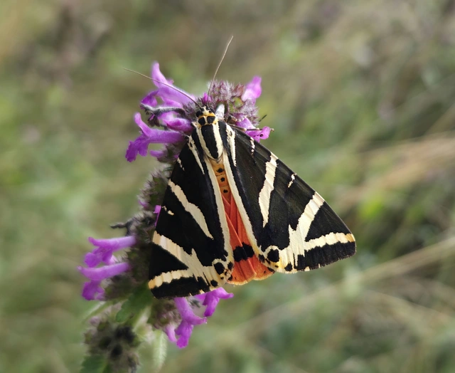 Euplagia quadripunctaria - csíkos medvelepke