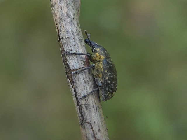 Larinus turbinatus - kúposorrú púderbarkó