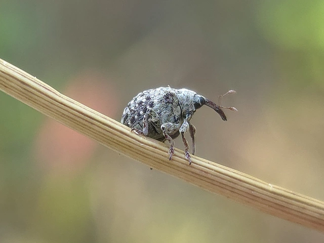 Cionus thapsus - kis ökörfarkkóró-gömbormányos
