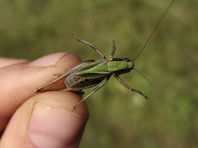 Metrioptera brachyptera - sötétzöld rétiszöcske