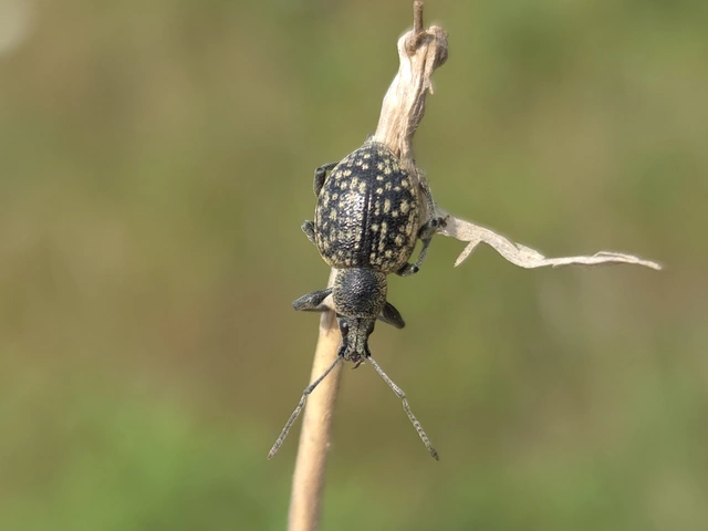 Otiorhynchus multipunctatus - sokpontos gyalogormányos