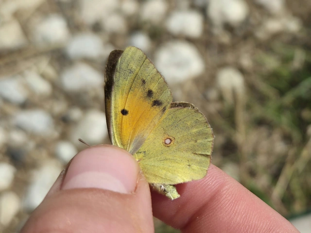 Colias croceus - sáfránylepke
