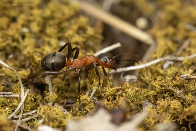 Formica sanguinea - vérvörös rablóhangya