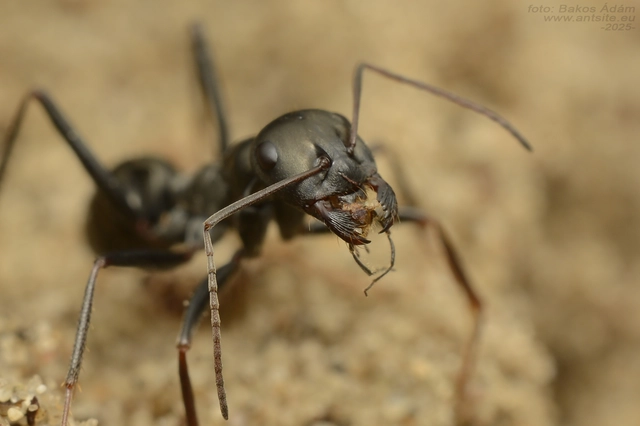 Cataglyphis aenescens - fekete fürgehangya