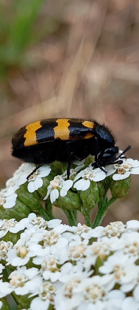 Mylabris variabilis - szalagos hólyaghúzó Mylabris variabilis - szalagos hólyaghúzó