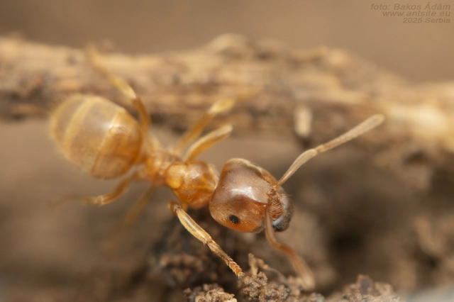 Lasius flavus - gyakori borostyánhangya