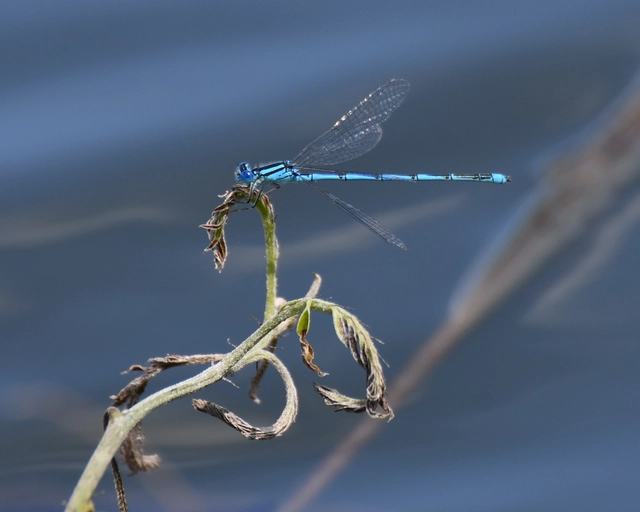 Erythromma lindenii - kékszemű légivadász