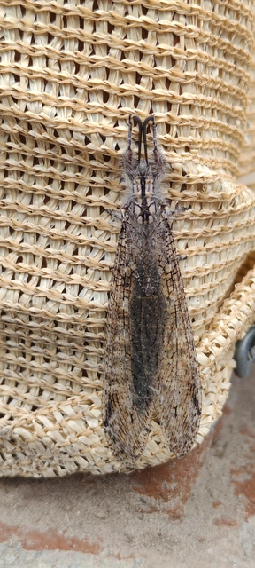 Acanthaclisis occitanica - pusztai hangyaleső