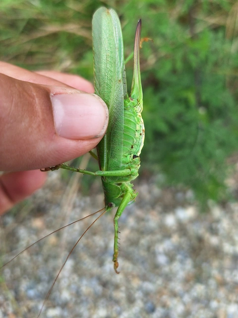 Tettigonia viridissima - zöld lombszöcske