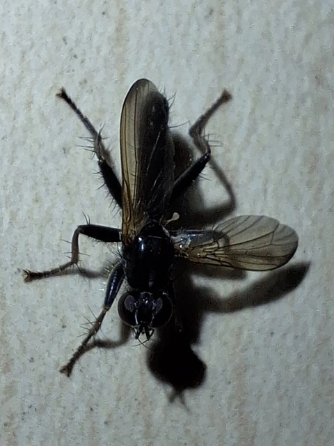 Scathophagidae