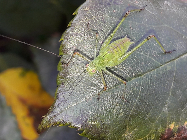 Phaneroptera