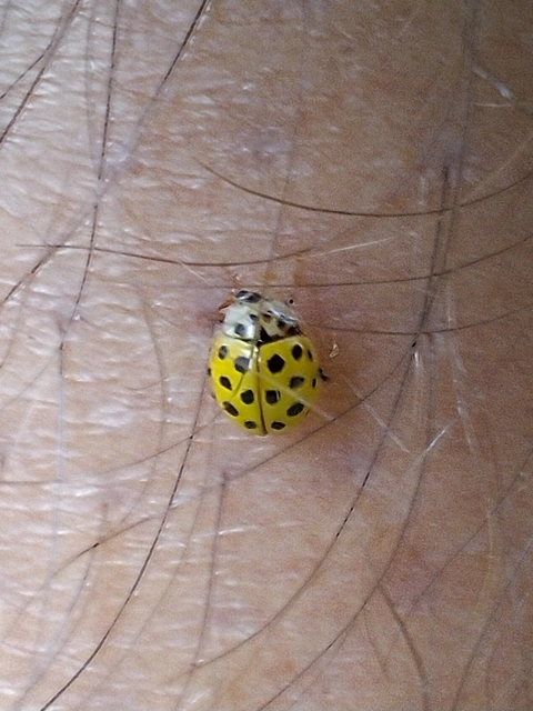 Psyllobora vigintiduopunctata - huszonkétpettyes katica