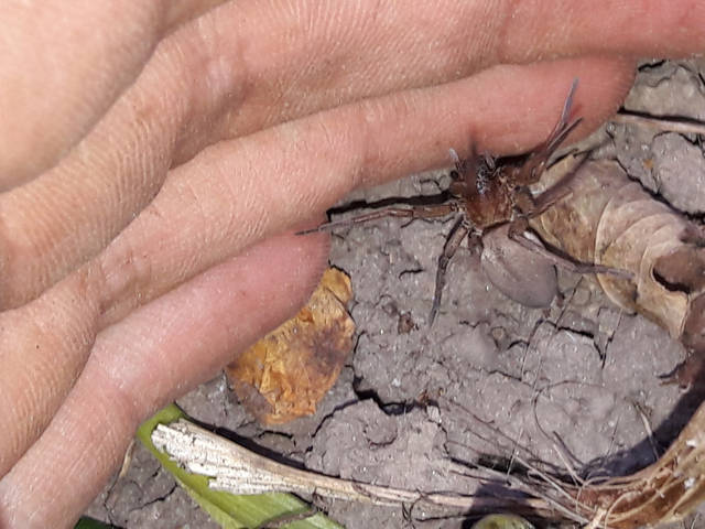 Gnaphosidae - kövipókok