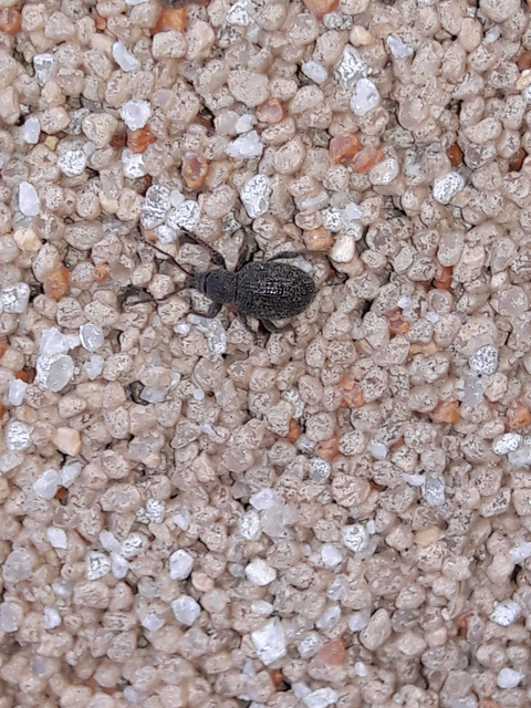 Otiorhynchus