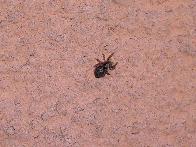 Salticidae - ugrópókok
