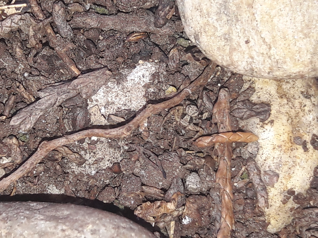 Xysticus