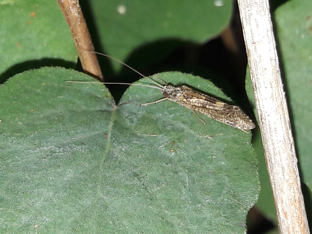 Trichoptera - Tegzesek