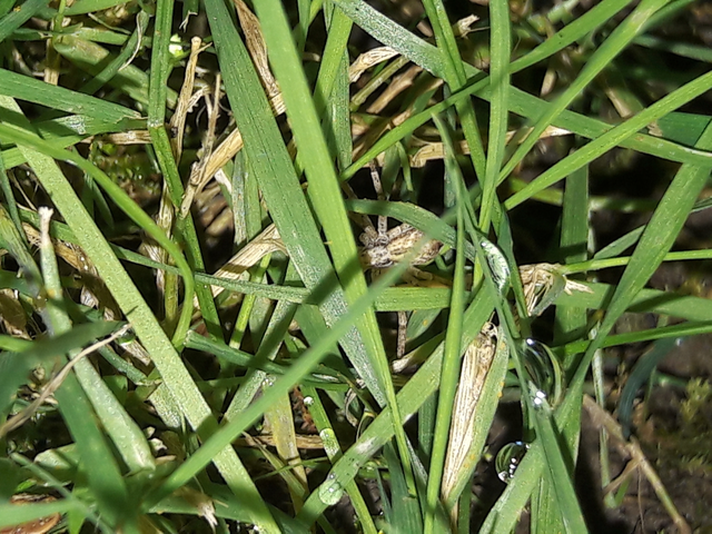 Philodromidae - fürgekarolópókok