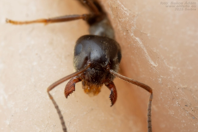 Lasius platythorax - erdei feketehangya