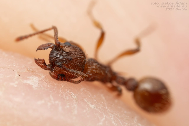Myrmica sabuleti - gyakori bütyköshangya