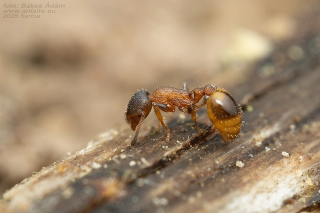 Temnothorax affinis - erdei kéreghangya