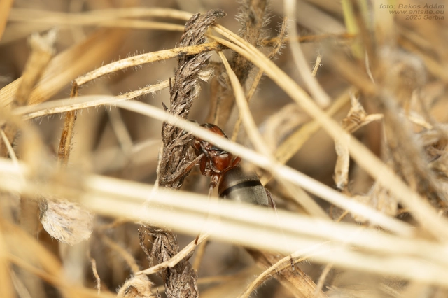 Formica rufibarbis - vörös rabszolgahangya