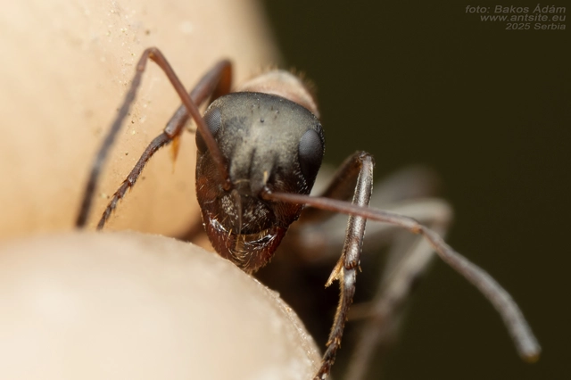 Formica rufibarbis - vörös rabszolgahangya