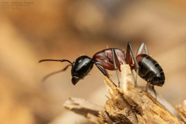 Camponotus ligniperda - faodvasító lóhangya