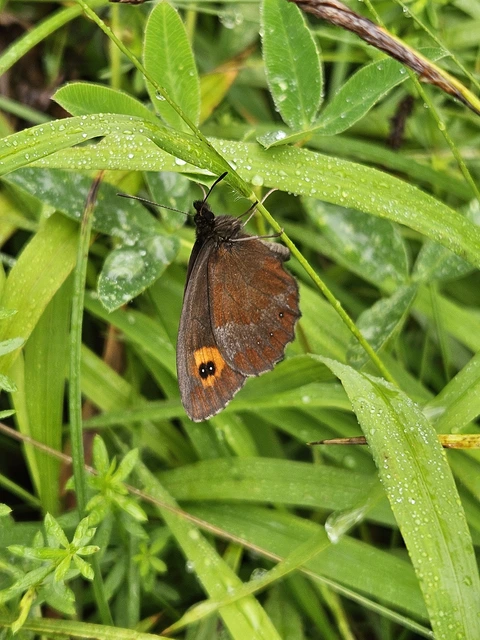 Erebia aethiops - közönséges szerecsenlepke