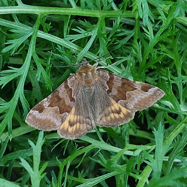 Euclidia glyphica - közönséges nappalibagoly