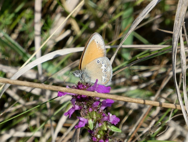Coenonympha glycerion - közönséges szénalepke