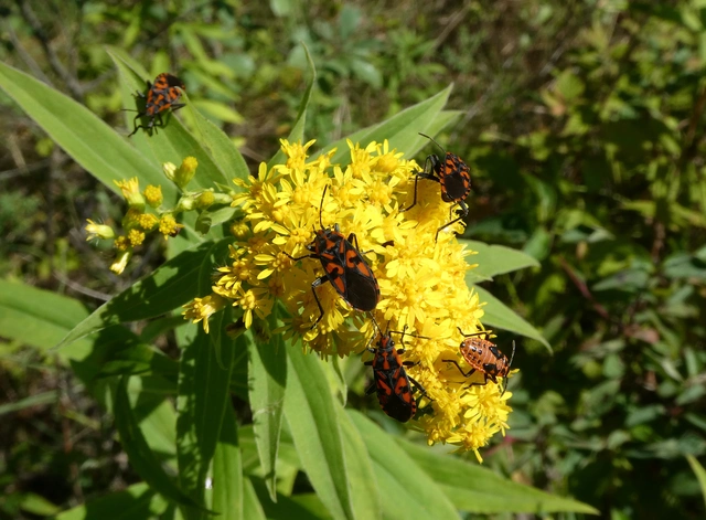 Spilostethus saxatilis - virágbodobács