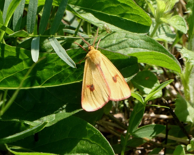 Diacrisia sannio - vörösszélű medvelepke