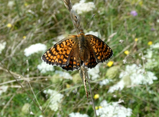 Melitaea phoebe - nagy tarkalepke