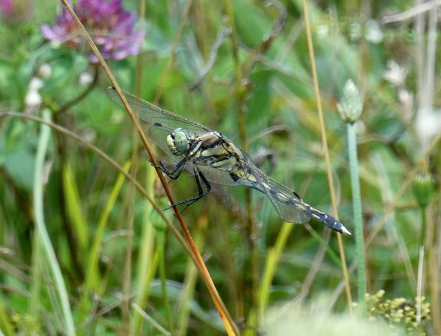 Orthetrum albistylum - fehérfarkú pásztorszitakötő